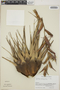 Tillandsia orogenes image