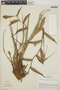 Tillandsia orogenes image