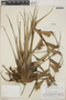 Tillandsia orogenes image