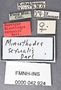 Minuthodes sexualis PT labels