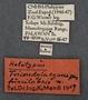 Tricondyla cyanipes fuscilabris HT labels