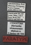 Ctenostoma ichneumoneum ellipticum PT labels