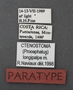 Ctenostoma longipalpe PT labels