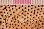 UC 23749 acu