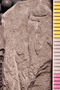 2019 IMLS Ordovician Digitization Project. Arabellites fossil