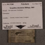 PE 57285 Label