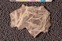 2019 IMLS Ordovician Digitization Project. Arabellites fossil