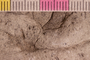 2019 IMLS Ordovician Digitization Project. Fucoides fossil