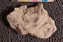 2019 IMLS Ordovician Digitization Project. Fucoides fossil