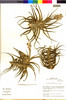 Flora of the Lomas Formations: Tillandsia purpurea Ruíz & Pav., Peru, M. O. Dillon 4448, F