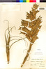 Flora of the Lomas Formations: Tillandsia latifolia Meyen, Peru, N. J. Andersson, F