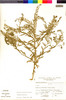 Flora of the Lomas Formations: Lepidium virginicum L., PERU, A. Sagástegui A. 7786, F