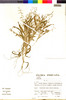 Flora of the Lomas Formations: Paspalum prostratum Scribn. & Merr., Peru, S. Llatas Quiroz 2582, F