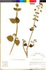 Flora of the Lomas Formations: Hyptis sidifolia (L'Hér.) Briq., Peru, M. O. Dillon 4834, F