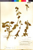 Flora of the Lomas Formations: Hyptis sidifolia (L'Hér.) Briq., Peru, C. R. Worth 15746, F