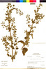 Flora of the Lomas Formations: Hyptis sidifolia (L'Hér.) Briq., Peru, M. O. Dillon 3944, F