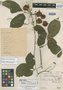 Paullinia austin-smithii Standl., Costa Rica, Austin Smith H539, Holotype, F