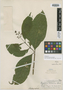 Psychotria boliviana Standl., Bolivia, O. Buchtien 1489, Holotype, F