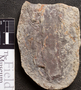 PP 39486 [HS, M] Calamites, Moscovian / Desmoinesian, Francis Creek Shale Member, United States of America, Illinois, Mazon Creek Region