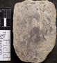 PP 39486 [HS, M] Calamites, Moscovian / Desmoinesian, Francis Creek Shale Member, United States of America, Illinois, Mazon Creek Region