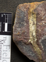 PP 39621 [HS, M] Calamites, Moscovian / Desmoinesian, Francis Creek Shale Member, United States of America, Illinois, Mazon Creek Region