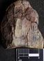 PP 39061 [HS, M] Calamites, Moscovian / Desmoinesian, Francis Creek Shale Member, United States of America, Illinois, Mazon Creek Region