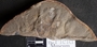 PP 39190 [HS, M] Calamites, Moscovian / Desmoinesian, Francis Creek Shale Member, United States of America, Illinois, Mazon Creek Region