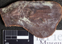 PP 39198 [HS, M] Calamites, Moscovian / Desmoinesian, Francis Creek Shale Member, United States of America, Illinois, Mazon Creek Region