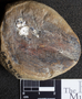 PP 39216 [HS, M] Calamites, Moscovian / Desmoinesian, Francis Creek Shale Member, United States of America, Illinois, Mazon Creek Region