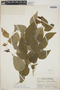 Astrocasia austinii image