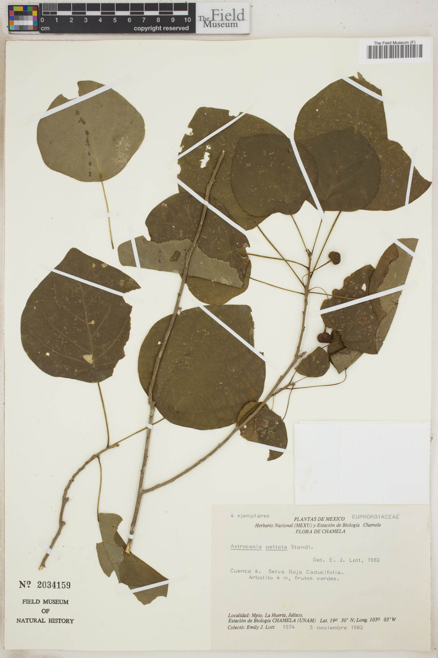 Astrocasia peltata image