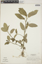 Caperonia palustris image
