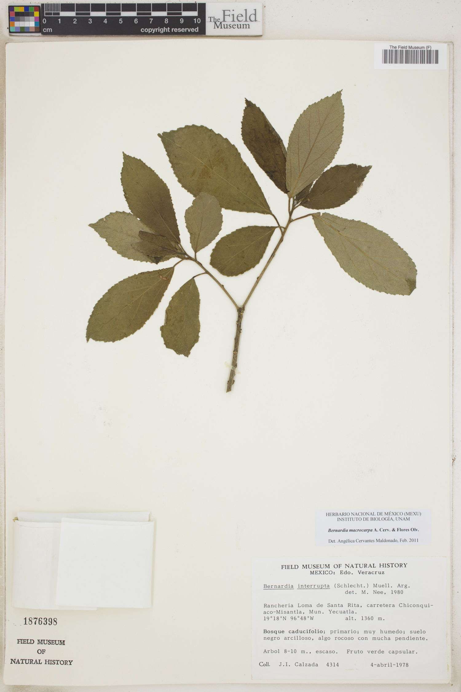 Bernardia macrocarpa image