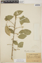 Bernardia yucatanensis image