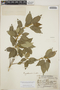 Bernardia yucatanensis image
