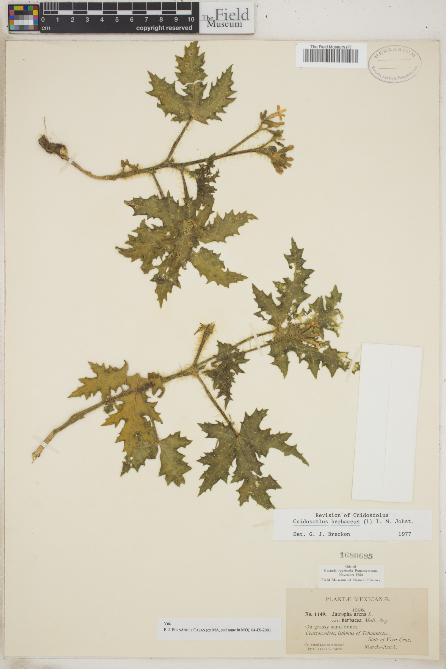 Cnidoscolus herbaceus image