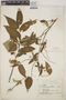 Croton alamosanus image