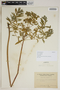 Euphorbia palustris L., Ukraine