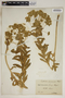 Euphorbia pannonica Host, Hungary, J. F. Freyn