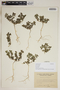 Euphorbia peplis L., Ukraine, M. I. Kotov