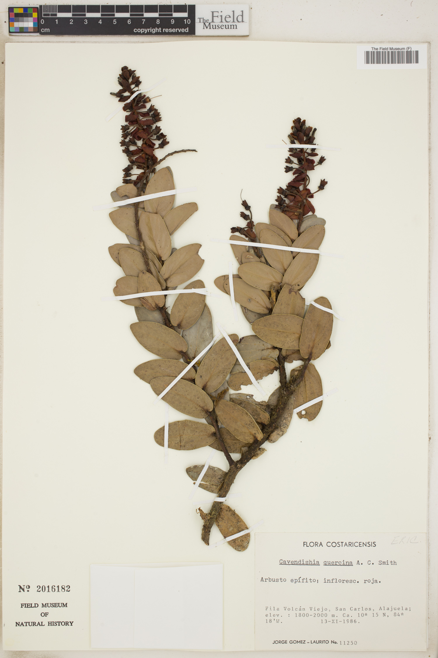 Cavendishia quercina image
