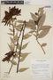 Cavendishia atroviolacea image