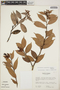Cavendishia crassifolia (Benth.) Hemsl., Panama, R. L. Wilbur 13076, F