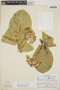 Calotropis procera (Aiton) W. T. Aiton, Panama, W. H. Lewis 1683, F