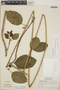 Marsdenia undulata image