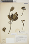 Aspidosperma excelsum Benth., Panama, R. L. Dressler 3440, F