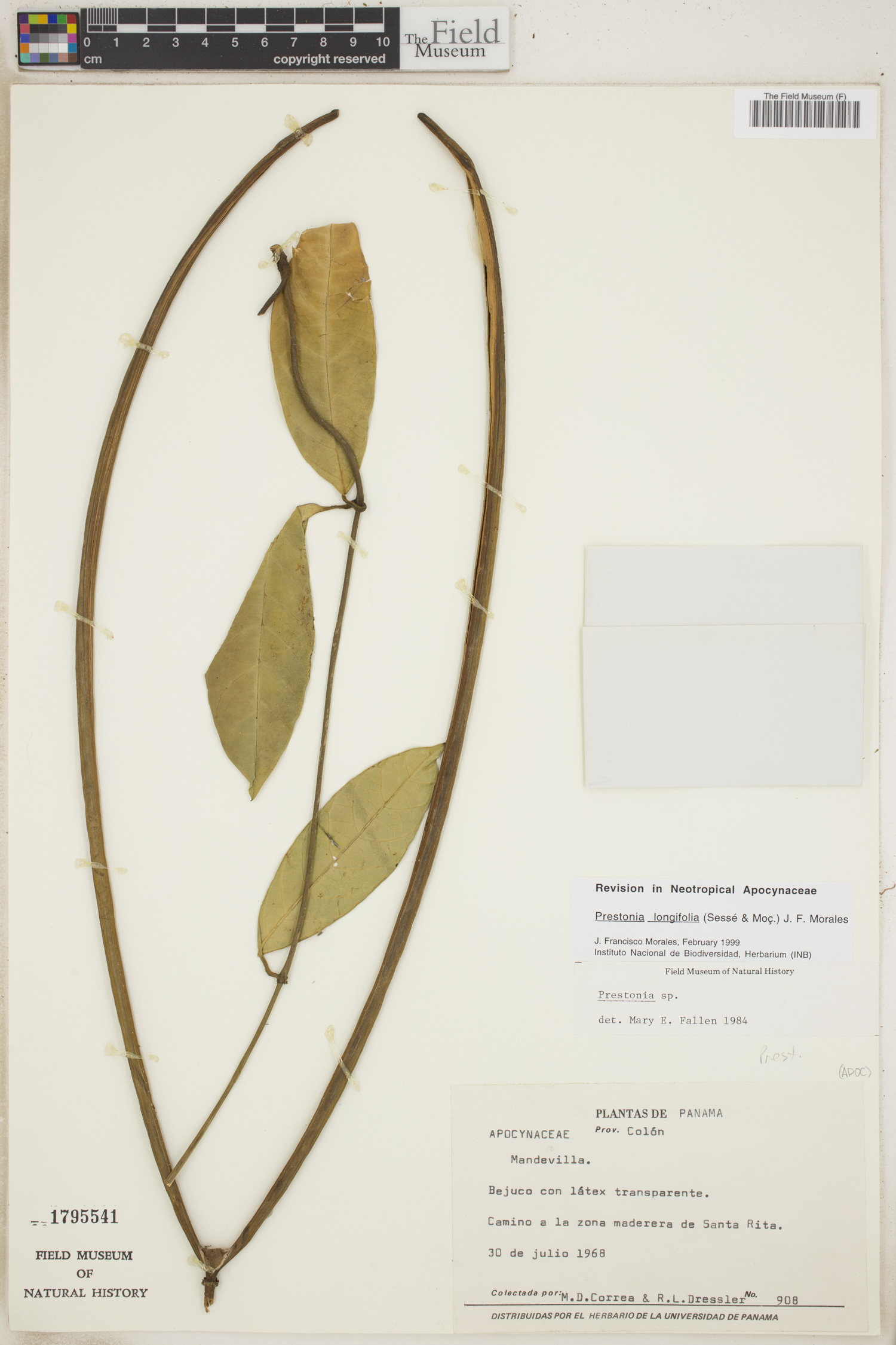 Prestonia longifolia image