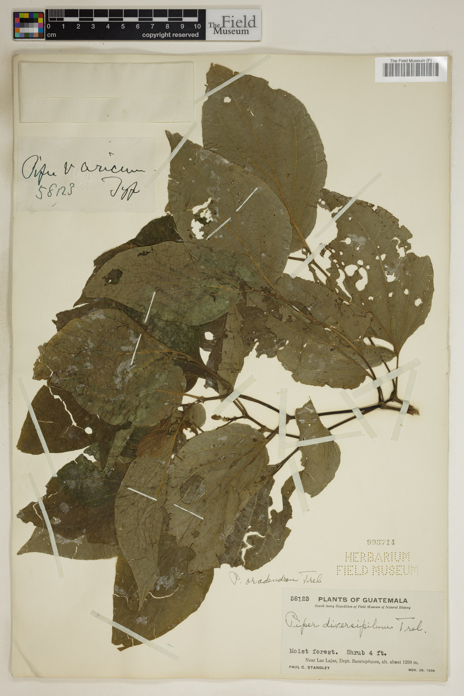 Piper oradendron image