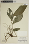 Piper otophorum C. DC., Costa Rica, R. W. Lent 3257, F