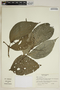 Piper otophorum C. DC., Panama, R. L. Dressler 4881, F